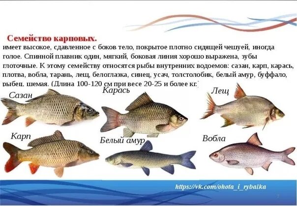 Карповые рыбы список с фото Виды карповой рыбы - найдено 86 картинок
