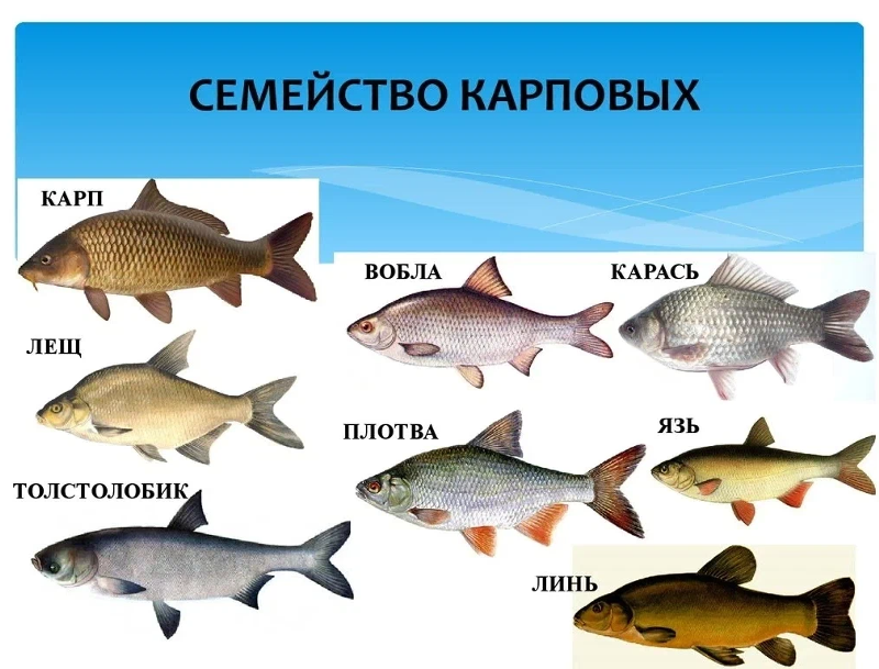 Карповые рыбы список с фото Ответы Mail.ru: А лосось, это порода рыбы? Или это общепринятое название красной