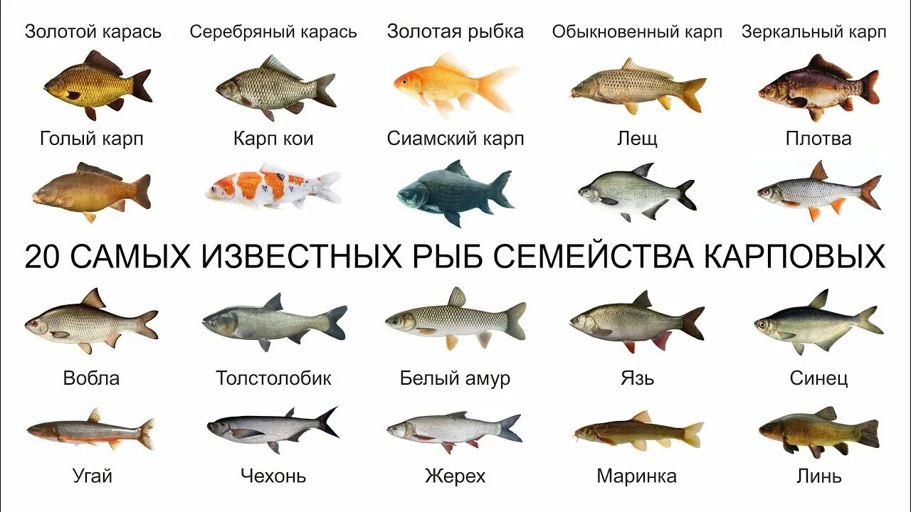 Карповые рыбы список с фото Топ 20 САМЫХ ИЗВЕСТНЫХ РЫБ СЕМЕЙСТВА КАРПОВЫХ - YouTube