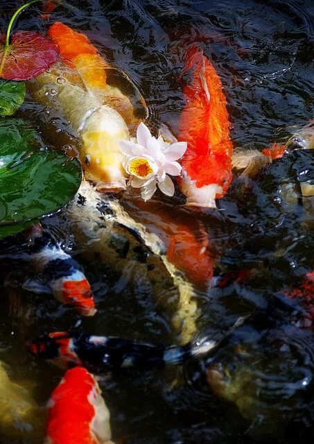 Карпы кои фото высокого разрешения Water Lily and Carp Koi fish, Koi painting, Koi