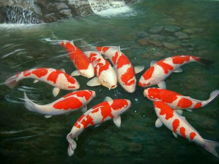 Карпы кои фото высокого разрешения Pin en Art Pez koi, Fondo de pantalla de peces, Peces de acuario