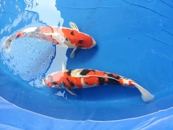 Карпы кои фото высокого разрешения #koi #karpkoi #кои #карпкои #кометы #золотыерыбки #рыбавпруд #goldfish #koilover
