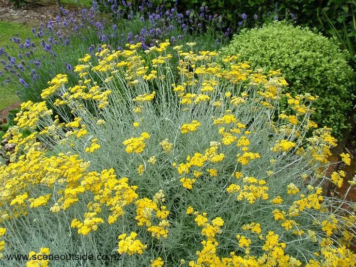 Карри как выглядит растение Curry Plant (Helichrysum italicum) Fleurs sans arrosage, Jardin méditerranéen, J