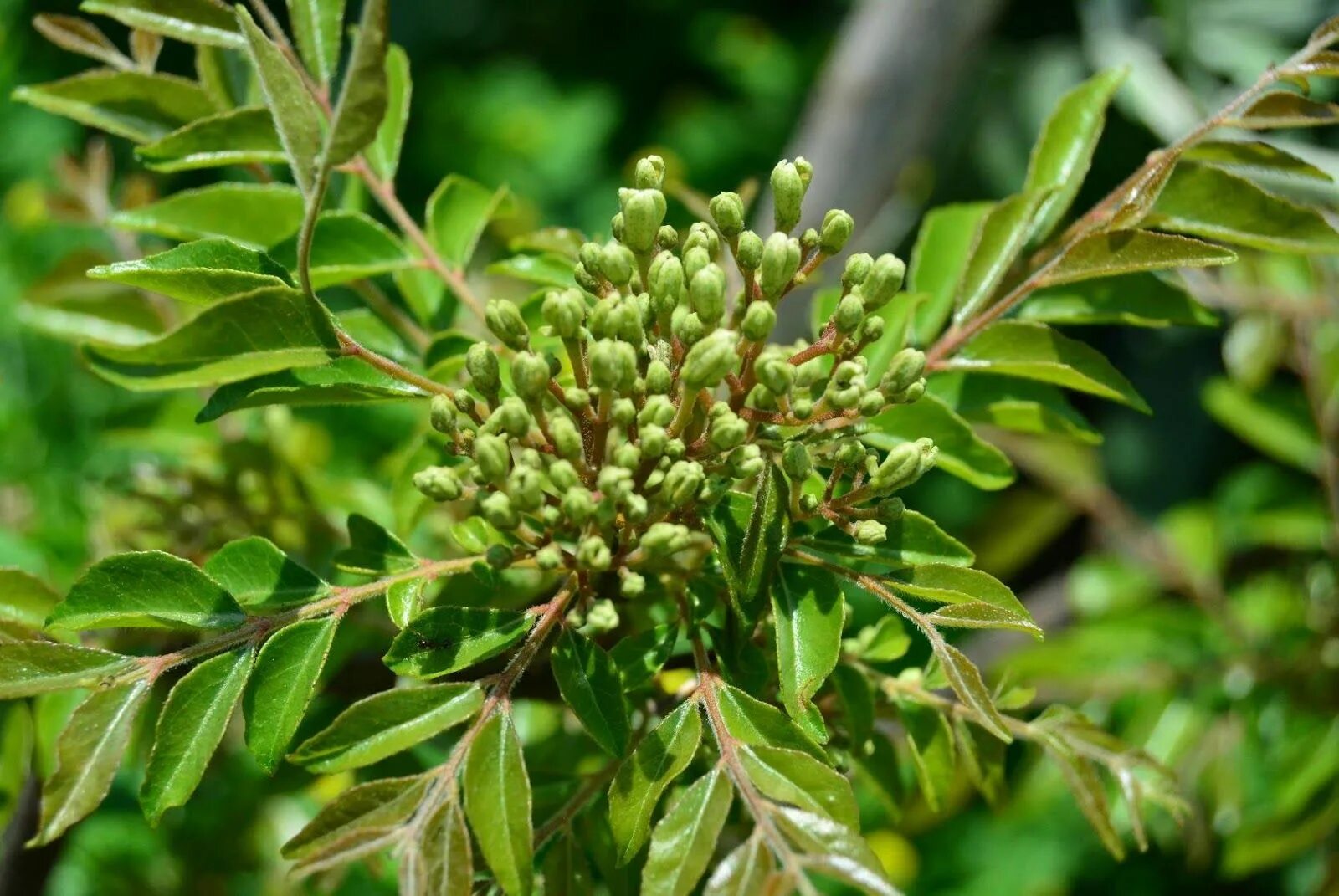 Карри как выглядит растение Curry Tree: How to Grow - Herb of the Month Curry, tree, Murraya koenigii, Rutac