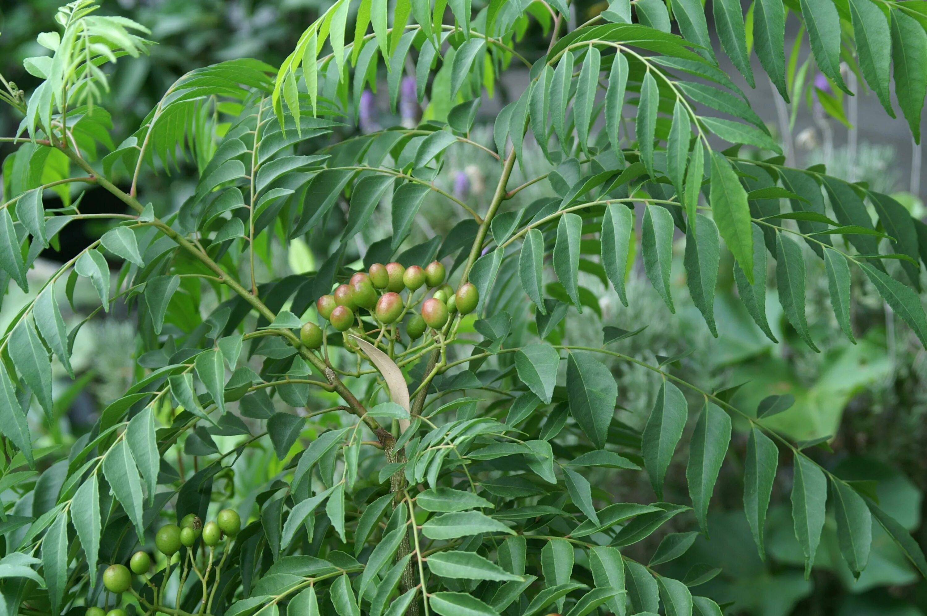 Карри как выглядит растение Curry Leaf Tree Curry leaf plant, Back garden, Outdoor gardens
