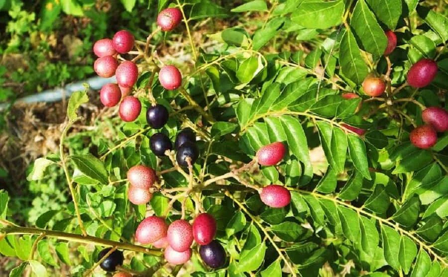 Карри как выглядит растение Download Curry Tree Overhead Shot Curry Berry Fruits Wallpaper Wallpapers.com