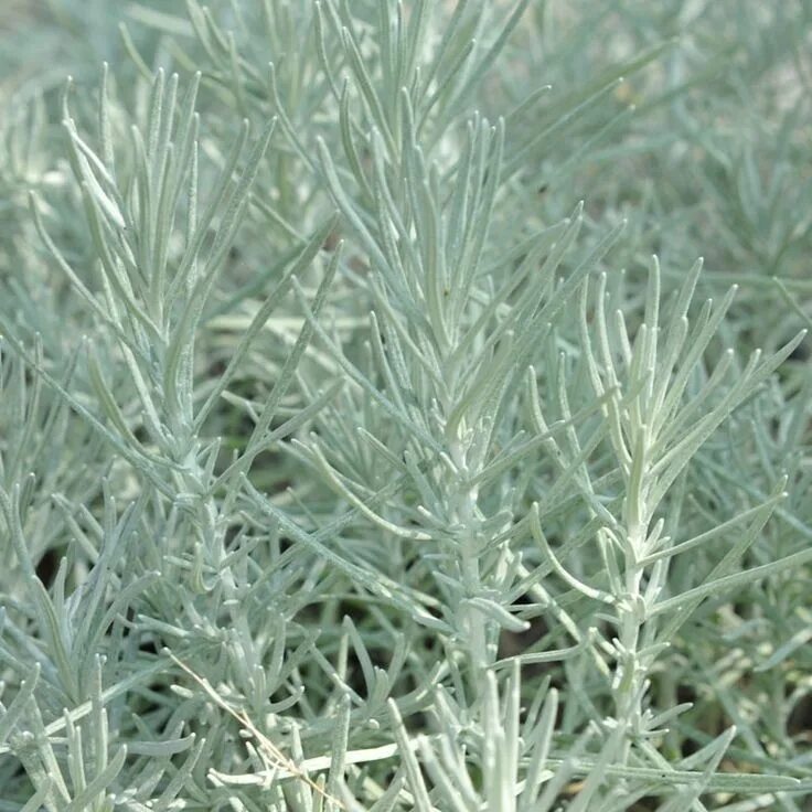 Карри как выглядит растение Curry Plant (Helichrysum italicum) Hardy perennials, Planting herbs, Helichrysum