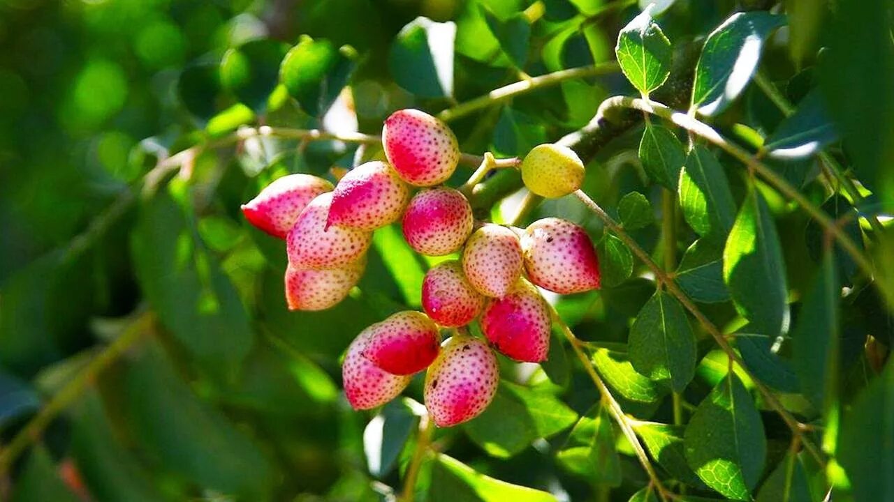 Карри как выглядит растение Very good health benefits of Curry Leaves In Bengali - YouTube