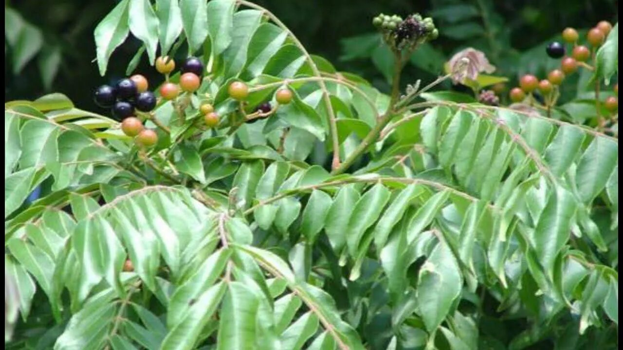 Карри как выглядит растение Curry Leaf Tree By #Tipsandinfotube# in 2020 (With images) Curry leaves, Leaves,