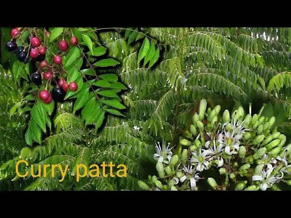 Карри как выглядит растение जानिए कड़ी पते के बारे कुछ खास बातें CURRY LEAVES - YouTube