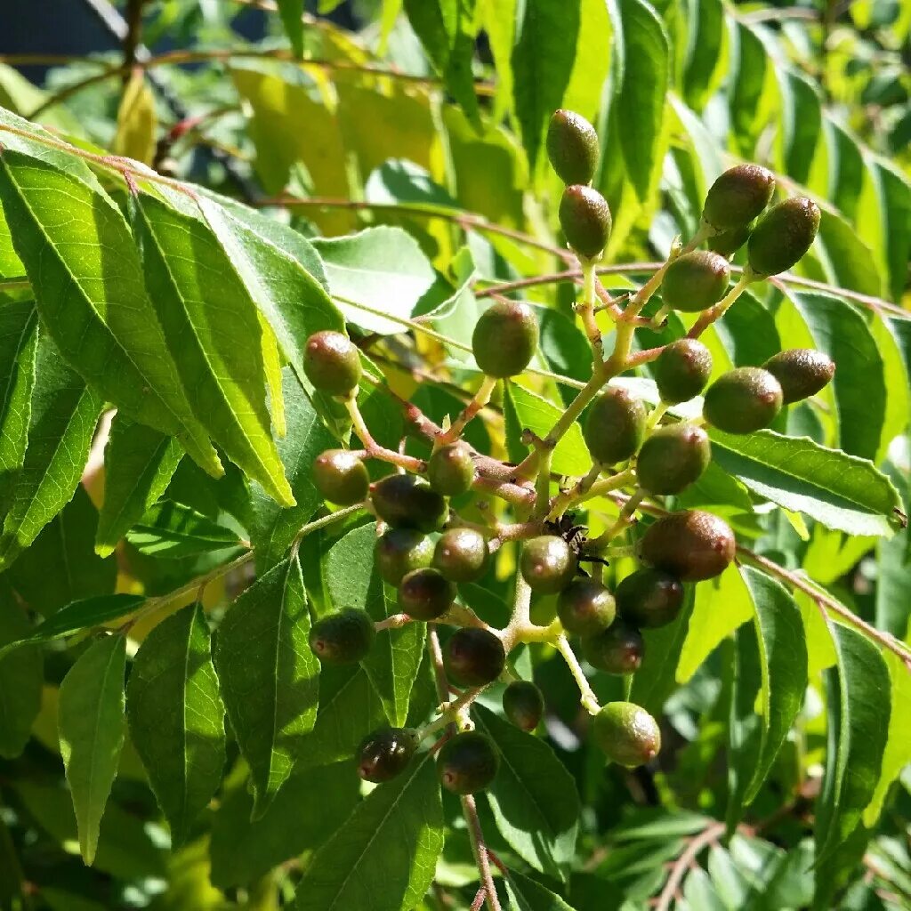 Карри как выглядит растение Murraya koenigii syn. Bergera koenigii, Curry Tree - uploaded by @KathyB
