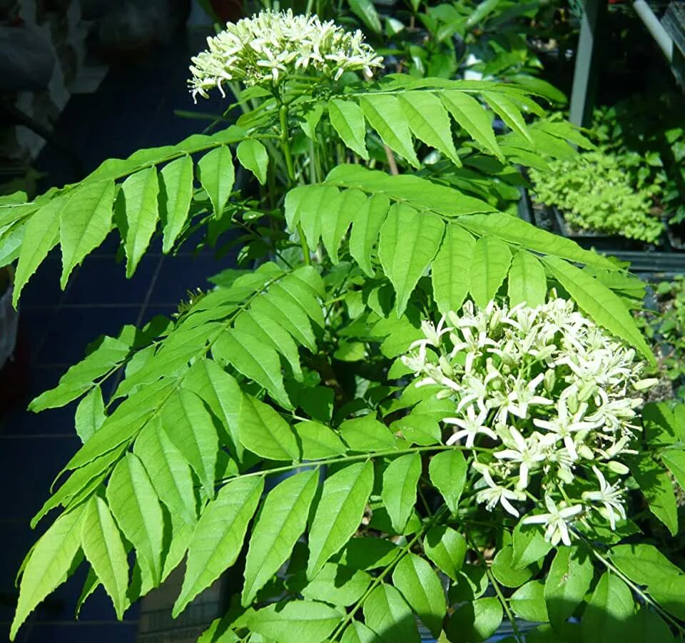 Карри как выглядит растение Amazon.com: Curry Tree