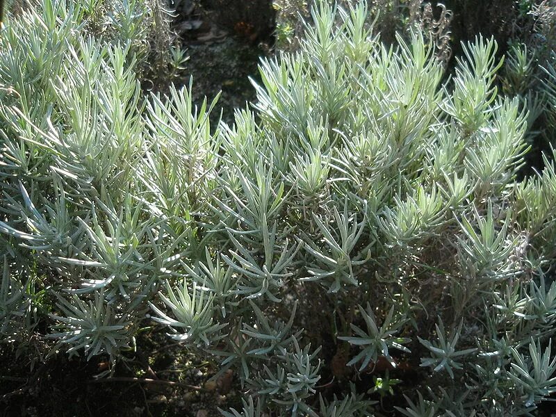 Карри как выглядит растение File:Curry plants.jpg - Wikimedia Commons