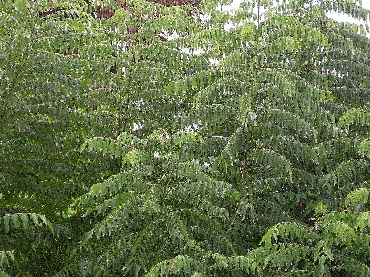 Карри как выглядит растение Berkas:Curry Trees.jpg - Wikipedia bahasa Indonesia, ensiklopedia bebas