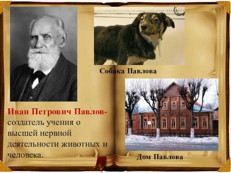 Карта иван петрович павлов в рязани фото Павлов открыл явление в биологии