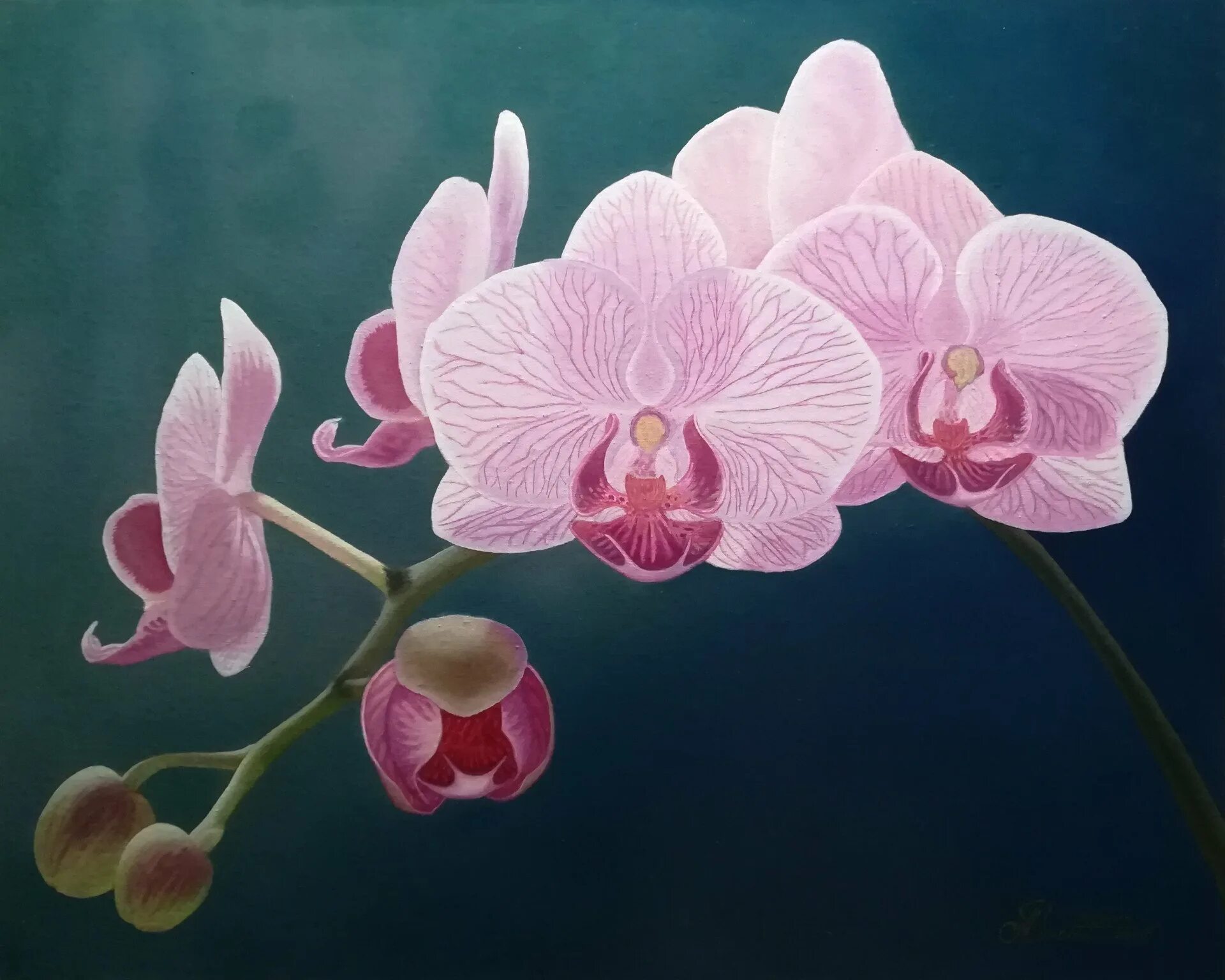 Картина орхидея фото Картина "Орхідея.", Петро Константинів - Jose Art Gallery