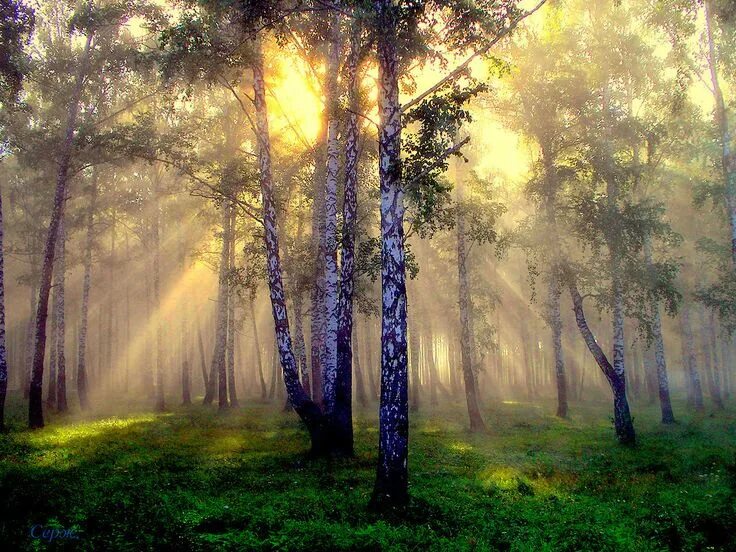 Картина утро в лесу фото Пин от пользователя Sergey Khelik на доске Березы * Birch Пейзажи, Фотография за