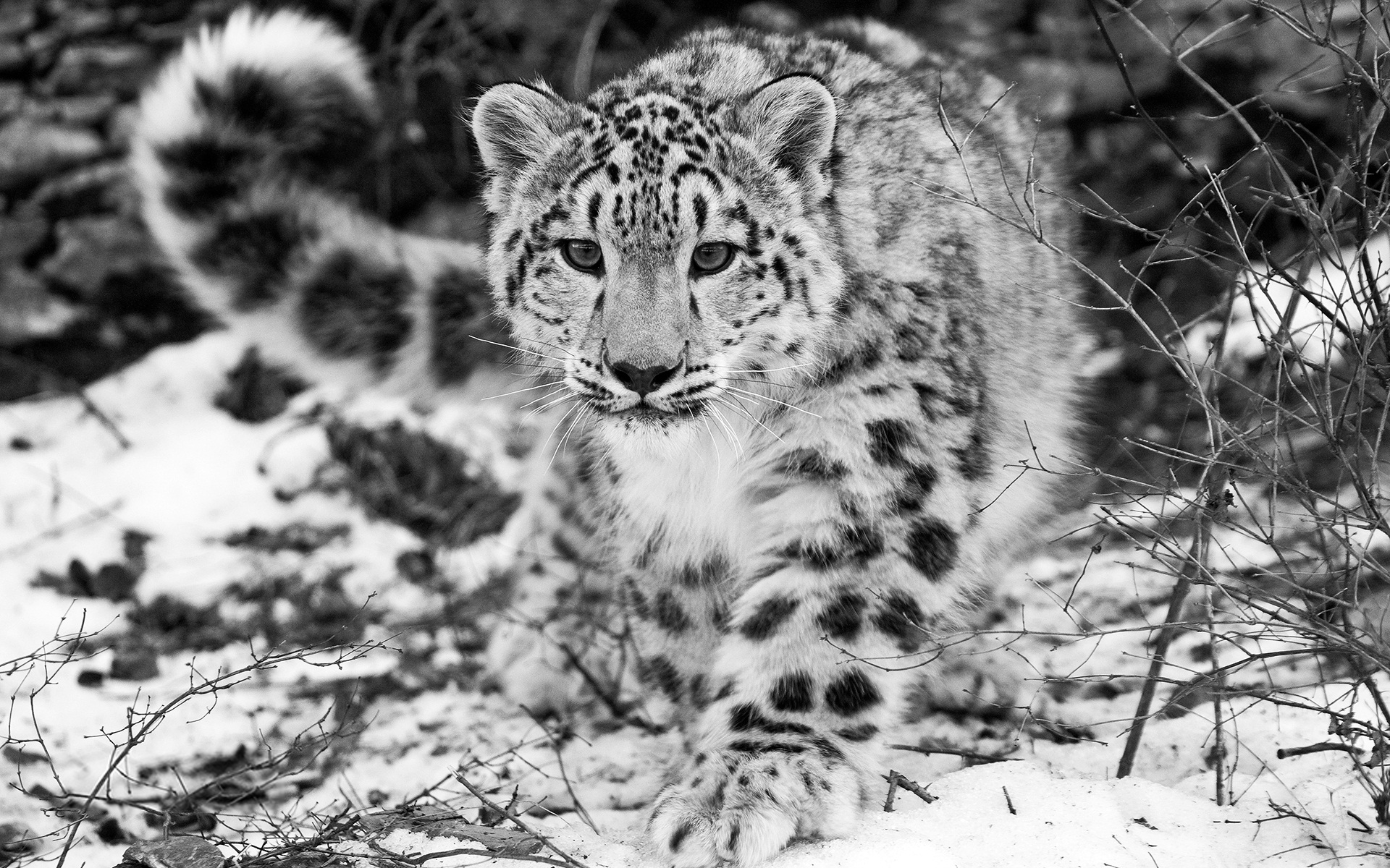Картинка 13 животных The Snow Leopard - Wallpaper, High Definition, High Quality, Widescreen