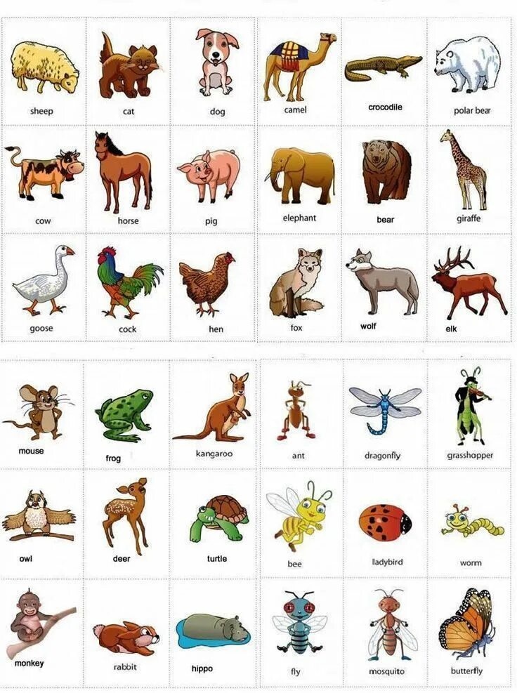 Картинка 13 животных Animals English vocabulary with pictures English English vocabulary ... Gramátic