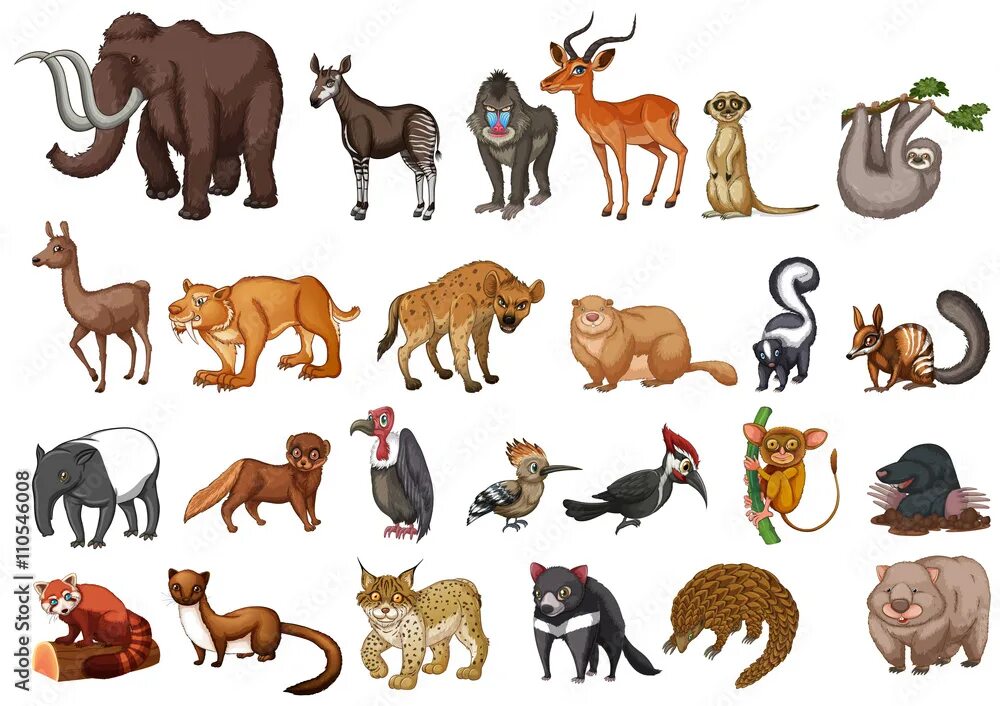 Картинка 13 животных Different type of wild animals on white Stock Vector Adobe Stock