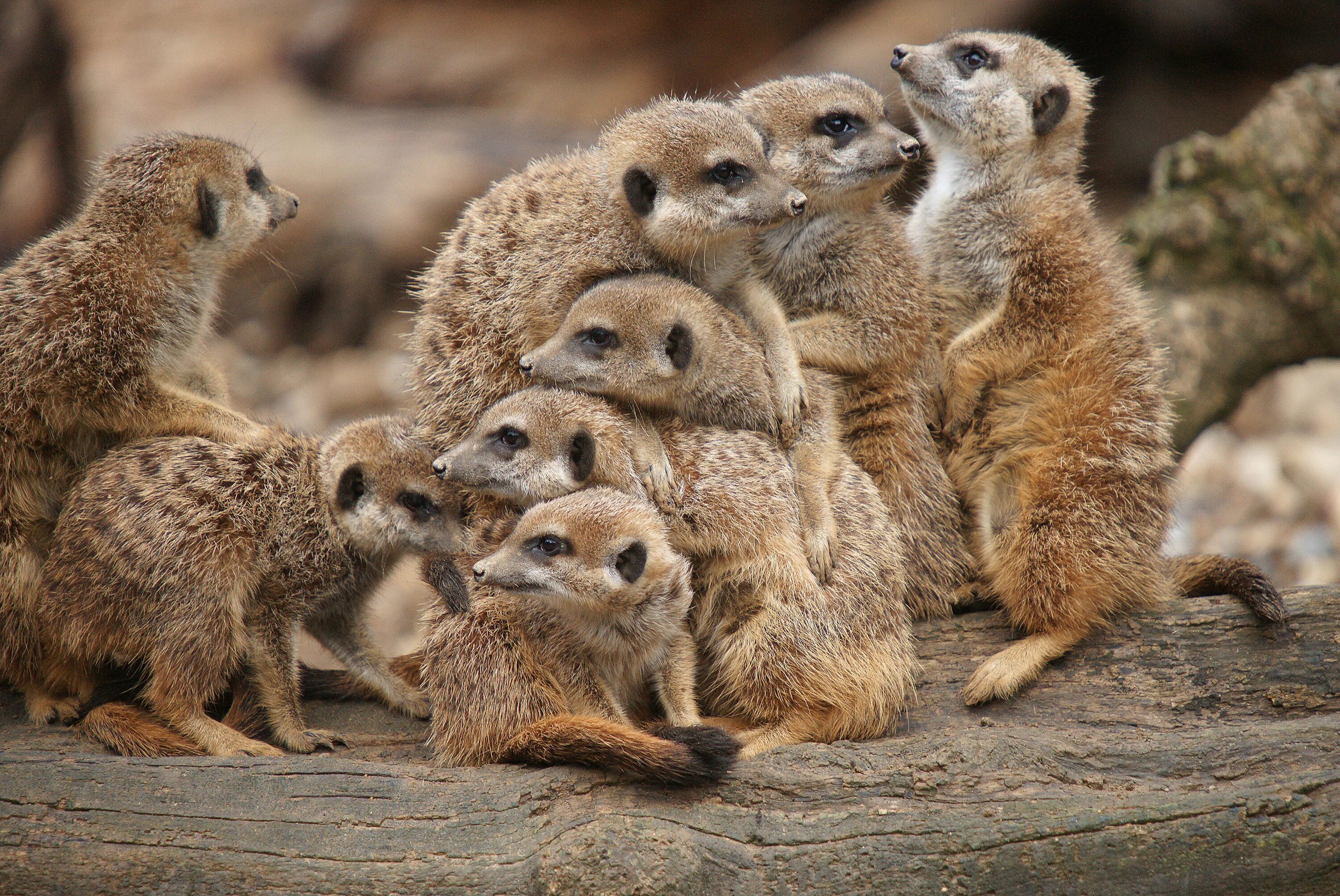 Картинка 13 животных Compare the meerkats: Critters strike a perfect pose just like TV ad favourite A