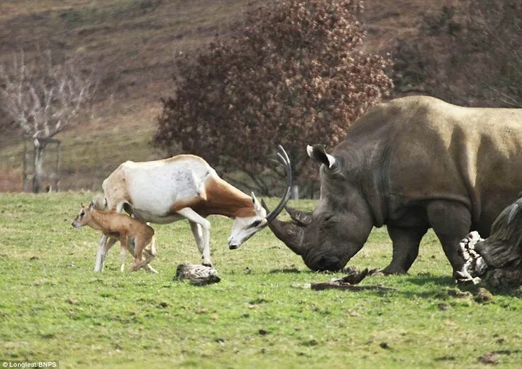 Картинка 13 животных Dramatic moment mother antelope clashed horns with a rhino Смешные животные, Фот