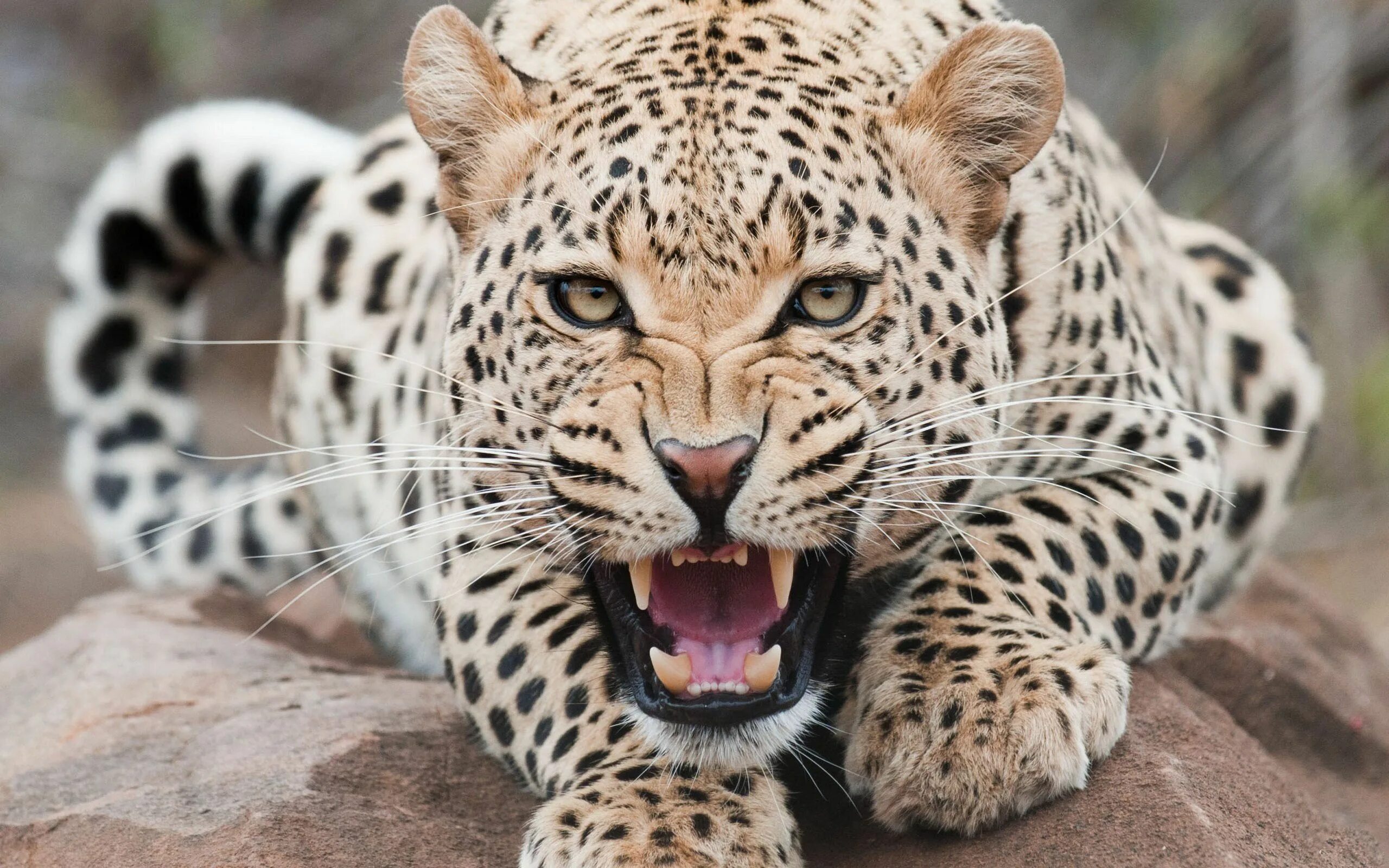 Картинка 15 животных naturaleza Wild animal wallpaper, Wild cats, Animal mashups