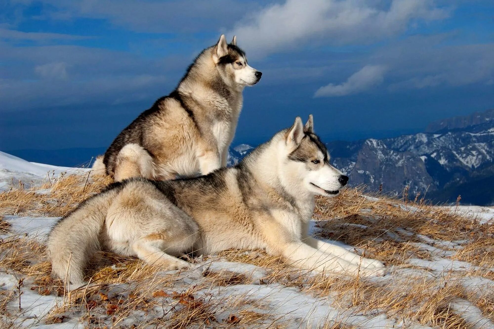Картинка 15 животных Dog Husky Mountain Snow Winter hd wall - KDE Store