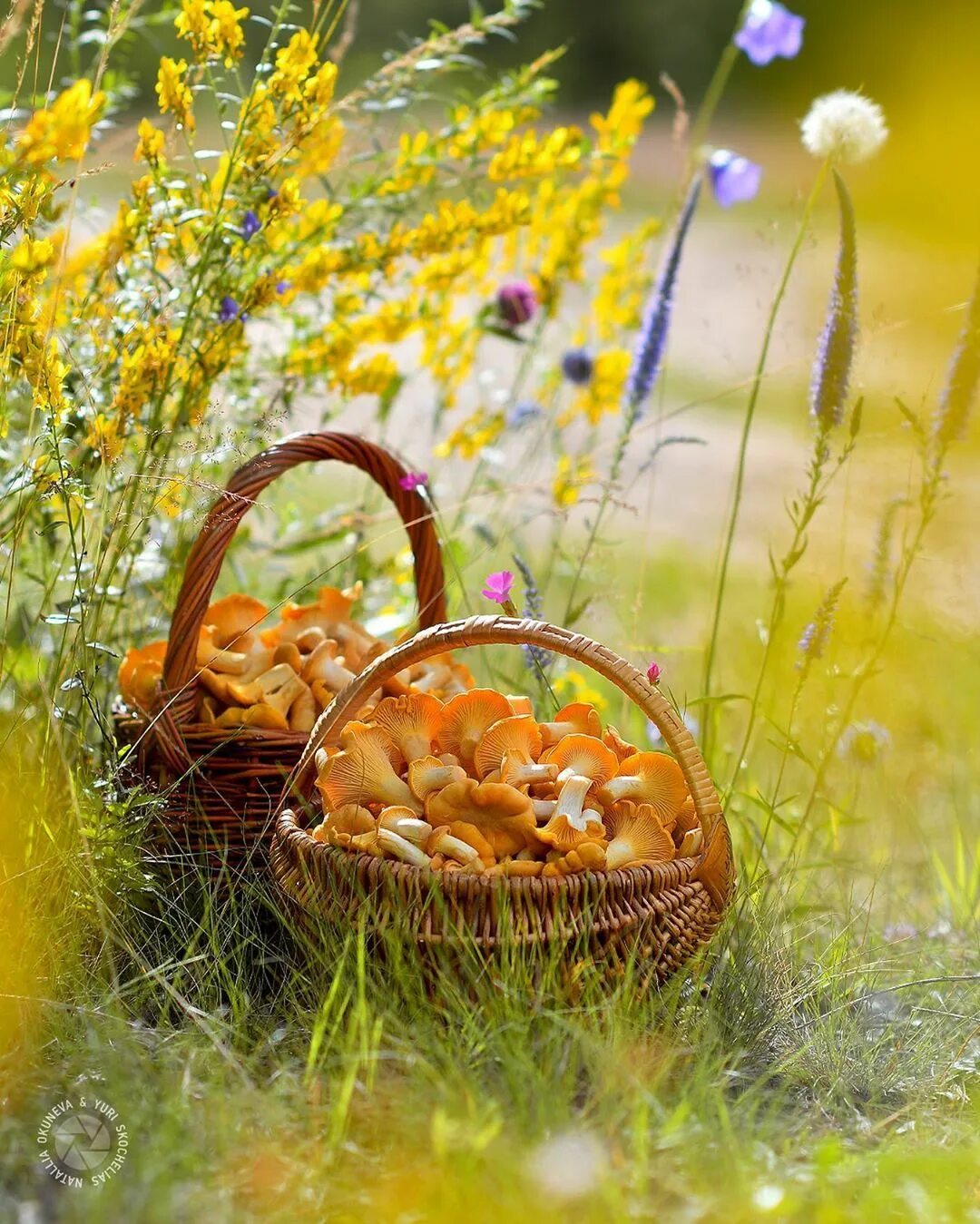 Картинка август хорошего дня Pin on ♧ ｃｏｔｔａｇｅｃｏｒｅ ♧