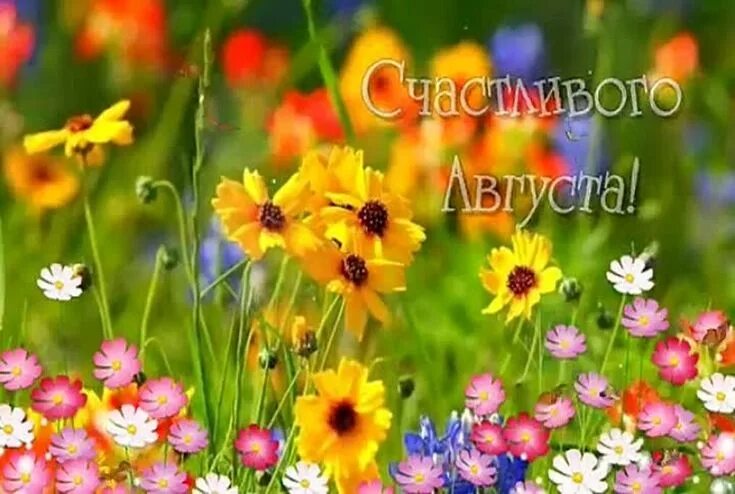 Картинка август хорошего дня Pin on Лето Plants, Garden