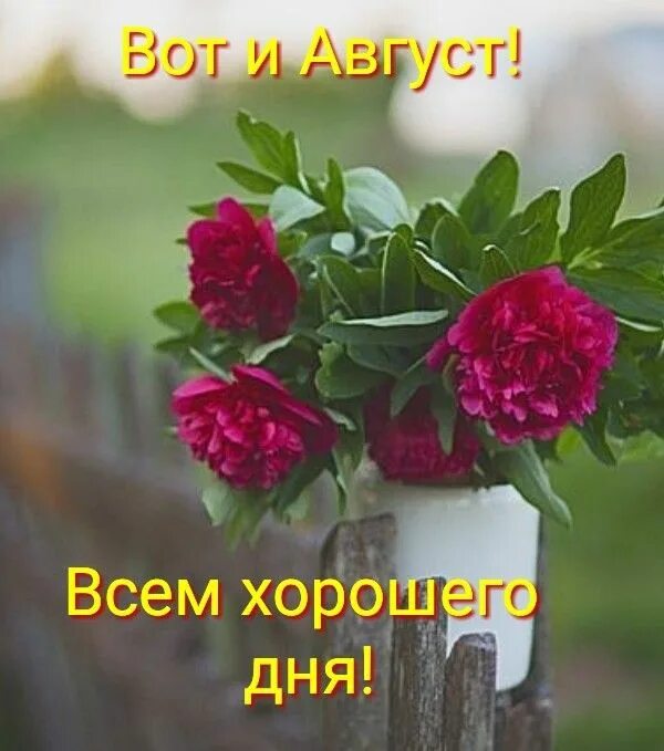 Картинка август хорошего дня Пин на доске Утро доброе
