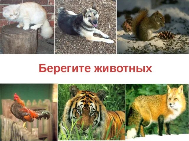 Картинка берегите животных для детей Индивидуальный познавательно-исследовательский проект дошкольника "Редкие животн