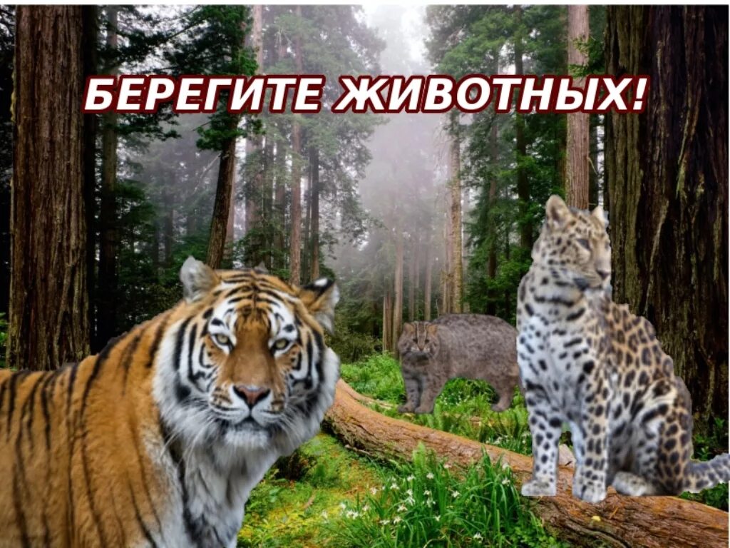 Картинка берегите животных для детей Городской конкурс компьютерного рисунка "Компьютерный вернисаж-2016" - МКУ КОДМ 