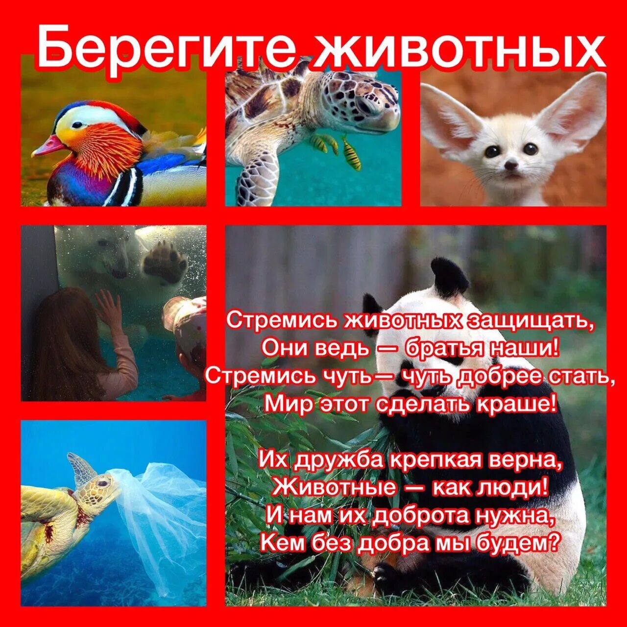 Картинка берегите животных для детей Страница 2043 - Интернет-проект "МЫ ВМЕСТЕ"