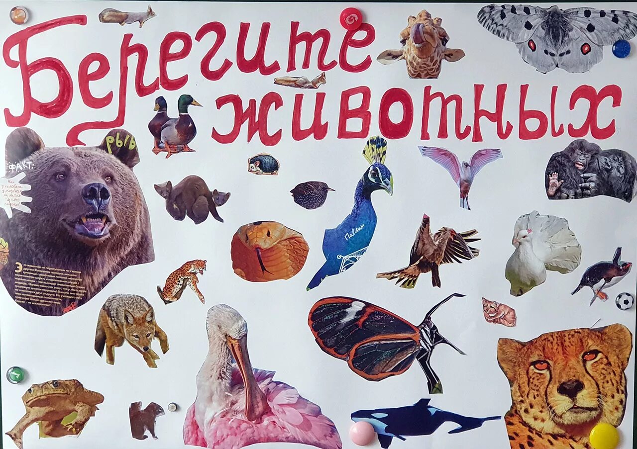 Картинка берегите животных для детей Выставка плакатов "Берегите животных!