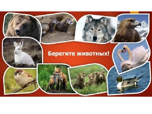 Картинка берегите животных для детей Животные леса. Презентация к уроку окружающего мира во 2 классе.