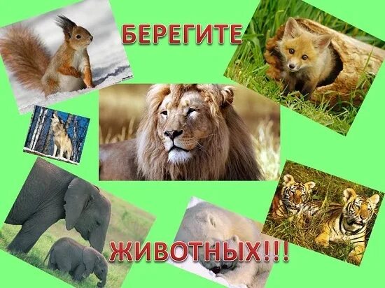Картинка берегите животных для детей Рисунки на тему Берегите животных для 3 класса - какие есть?