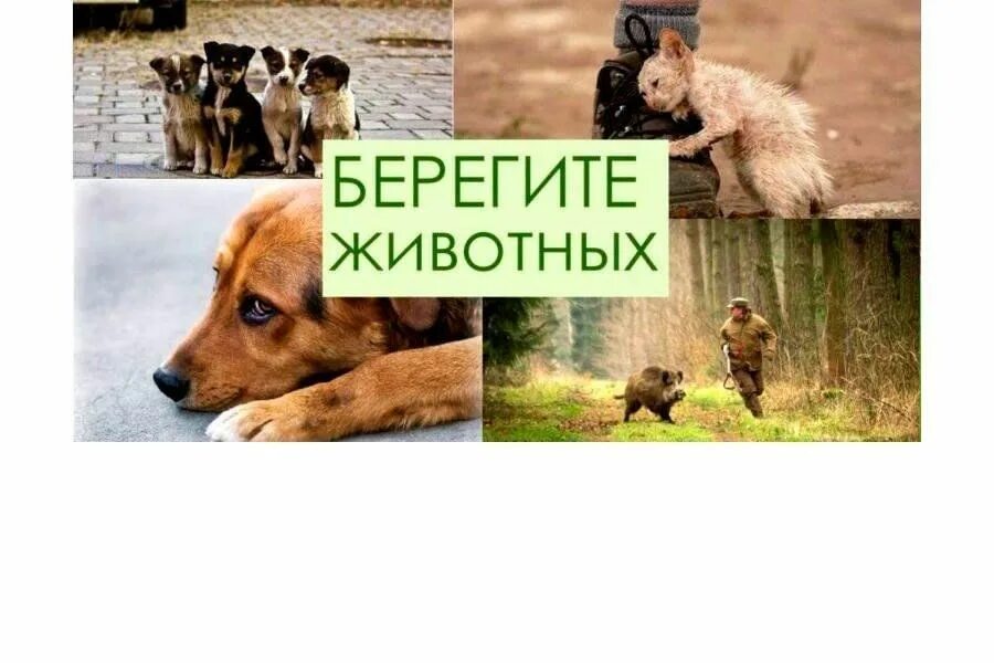 Картинка берегите животных для детей Экологический час "Жалобная книга животных" 2024, Баксанский район - дата и мест