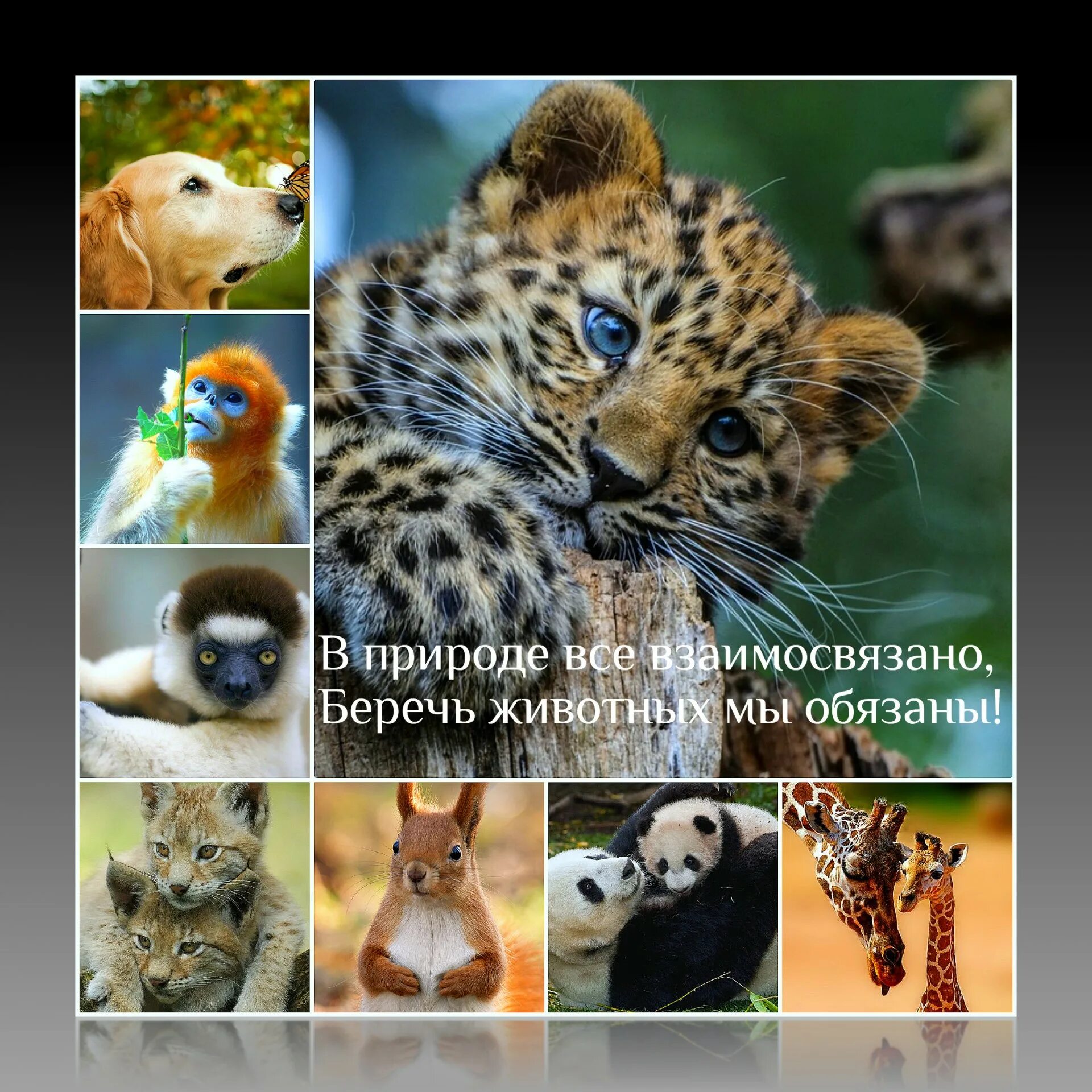 Картинка берегите животных для детей За животных и птиц, за счастливую жизнь - Страница 57 - Интернет-проект "МЫ ВМЕС