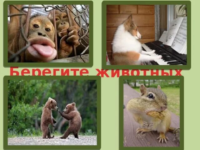 Картинка берегите животных для детей Презентация по Окружающему миру "Как живут животные"