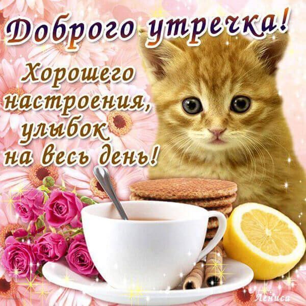 Картинка бесплатно доброго утречка хорошего дня С добрым утром картинки прикольные с надписями (35 фото) Cat quotes funny, Cat q