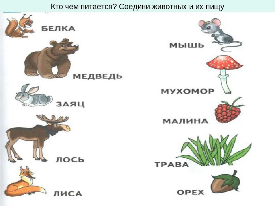 Картинка чем питаются дикие животные Дикие и домашние животные