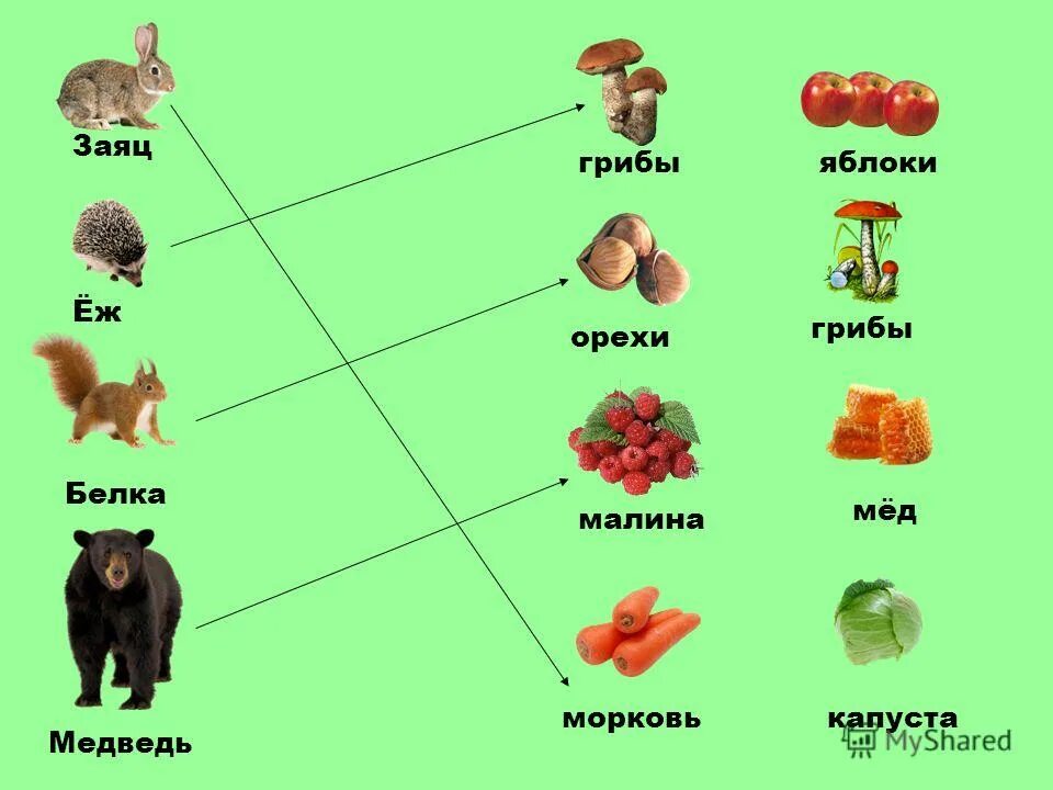 Картинка чем питаются дикие животные Картинки кто что ест дикие животные