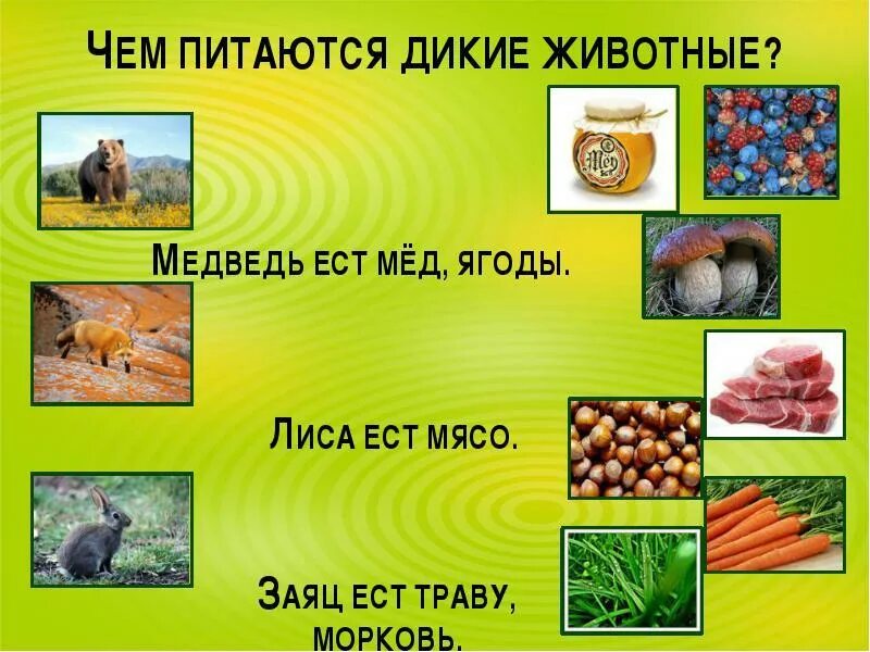 Картинка чем питаются дикие животные Проект "Дикие животные наших лесов".