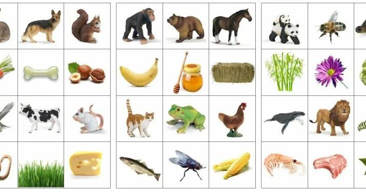 Картинка чем питаются дикие животные Dans la lignée de mes jeux précédents voici maintenant le Qui mange Quoi ? Là au