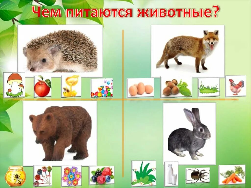Картинка чем питаются дикие животные Кто чем питается дикие животные картинки для детей Foto-Gadanie.ru