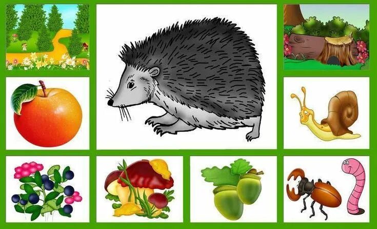 Картинка чем питаются дикие животные Пин на доске Animals Дикие животные, Животные, Дикие