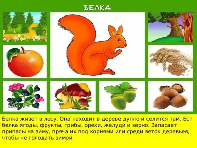 Картинка чем питаются дикие животные Дикие животные. Кто где живет? Чем питается?