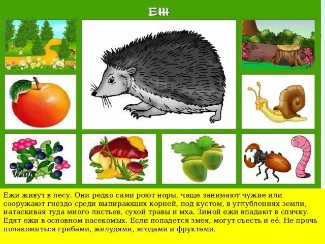 Картинка чем питаются дикие животные Кто чем питается