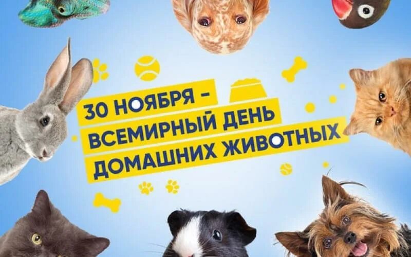 Картинка день домашних животных Новости МБДОУ МО Г.КРАСНОДАР "ДЕТСКИЙ САД № 70"